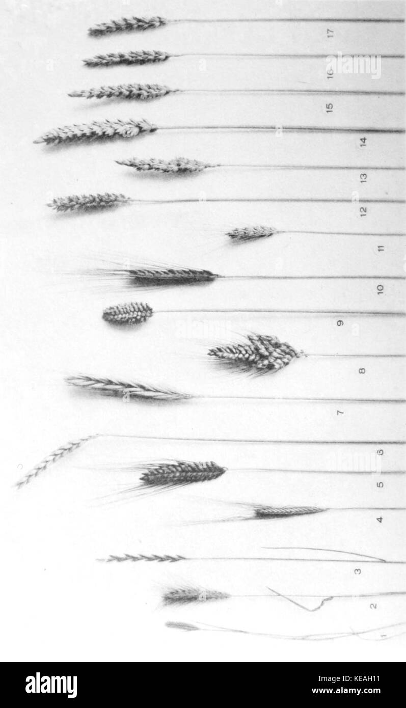 Varietà di frumento Foto Stock