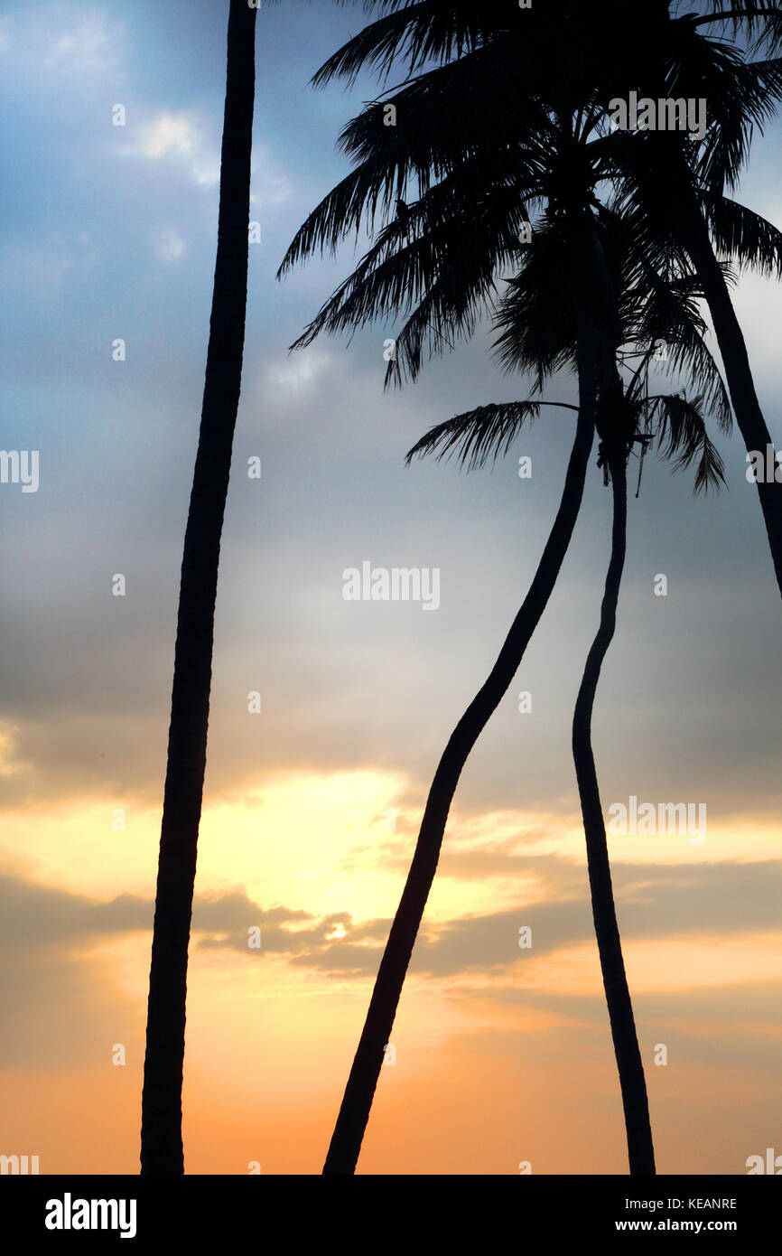 Wadduwa provincia occidentale dello Sri Lanka tramonto attraverso le Palme Foto Stock