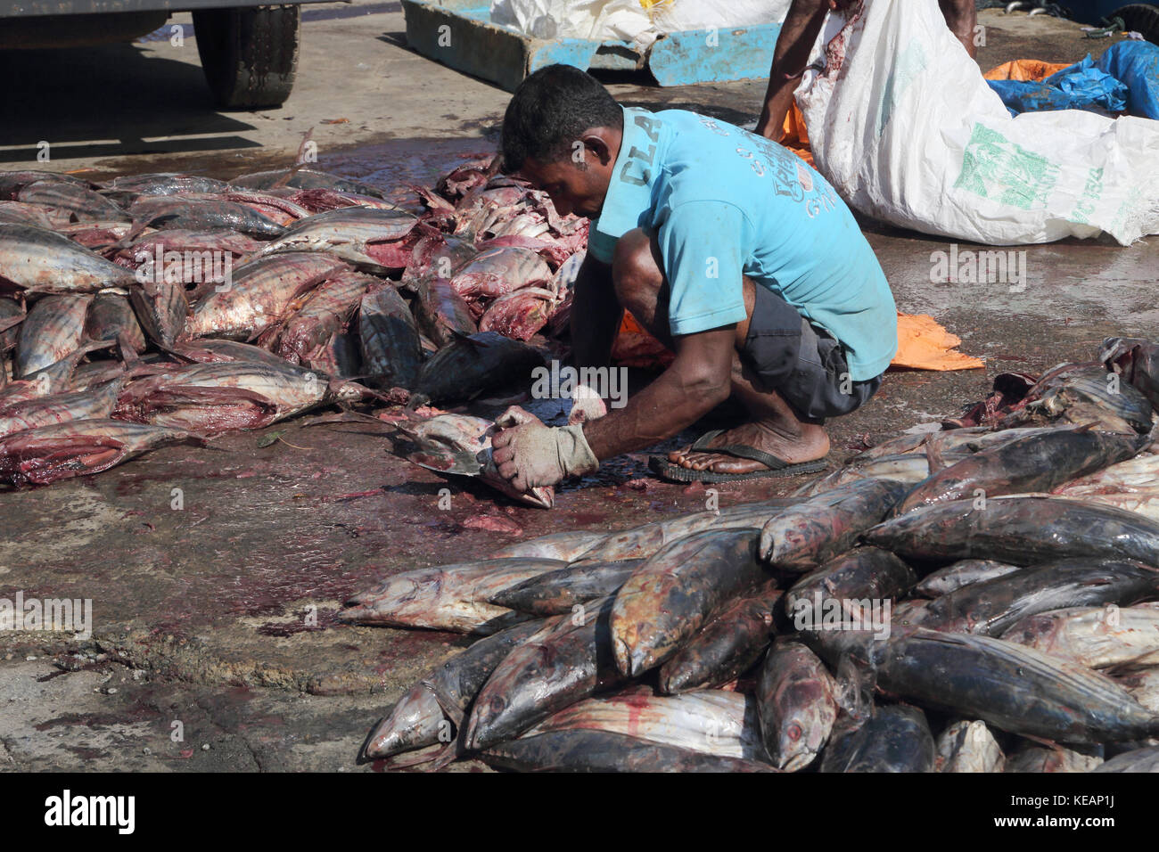 Mirissa porto di pesca della provincia meridionale dello Sri Lanka Fisherman eviscerazione pesce Foto Stock
