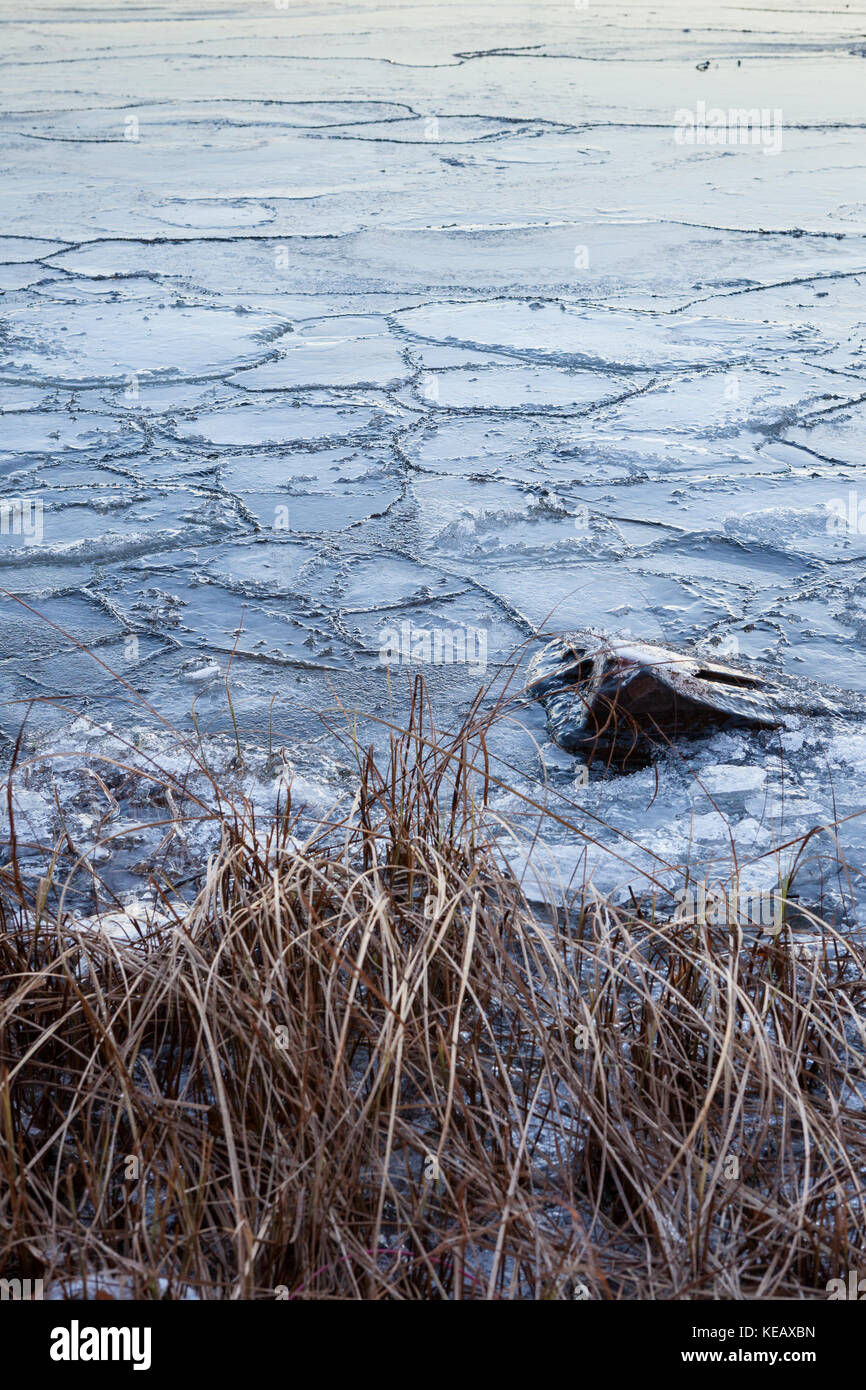 Pezzi di ghiaccio nel lago Foto Stock