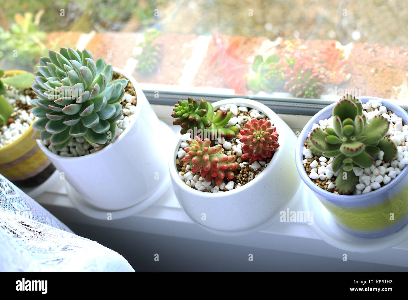 Vasi di piante succulente crescente vicino al davanzale Foto Stock Vasi di piante succulente crescente vicino al davanzale Foto Stock