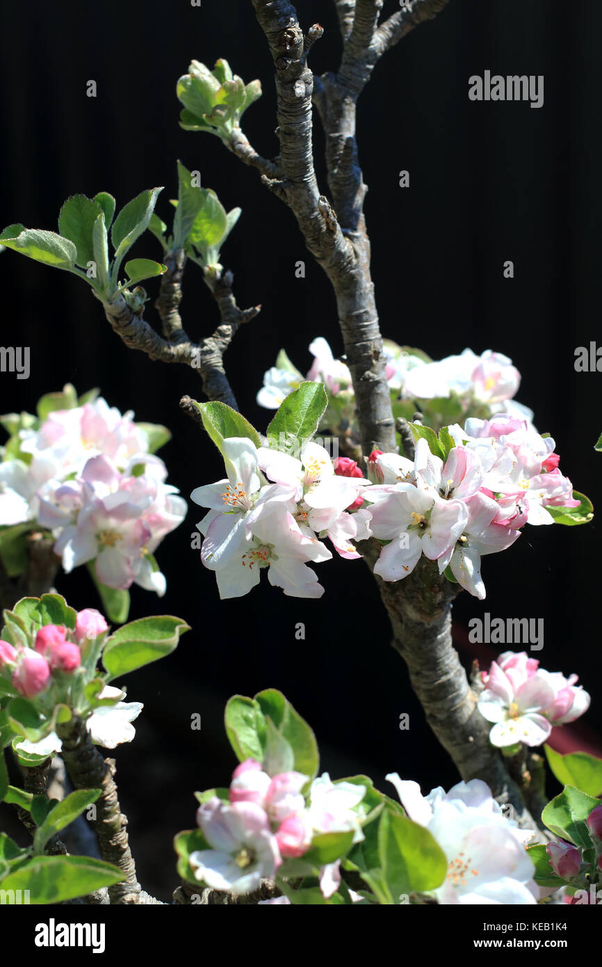 Apple boccioli di fiori Foto Stock