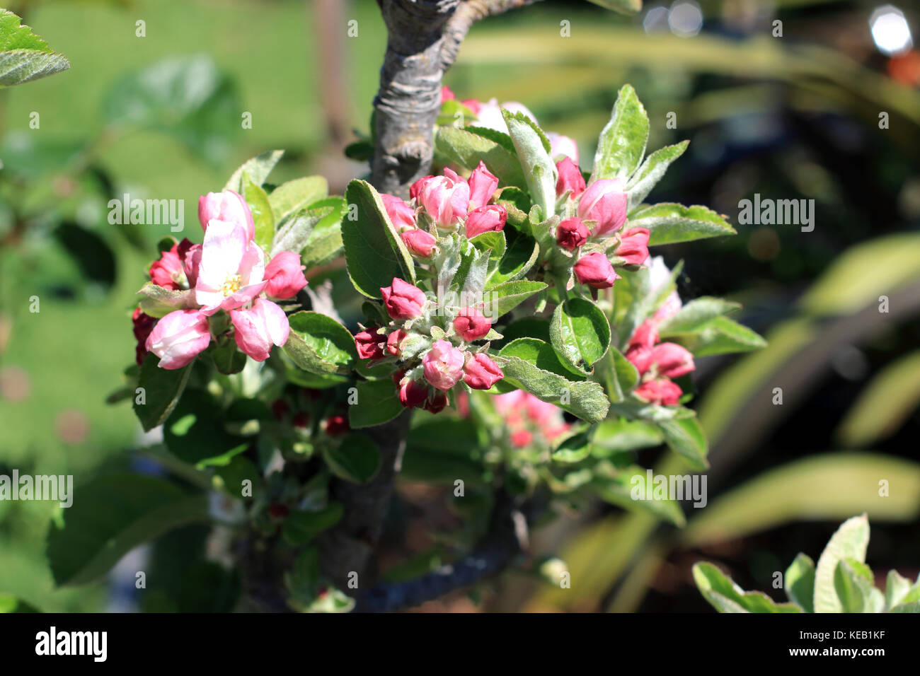 Apple boccioli di fiori Foto Stock