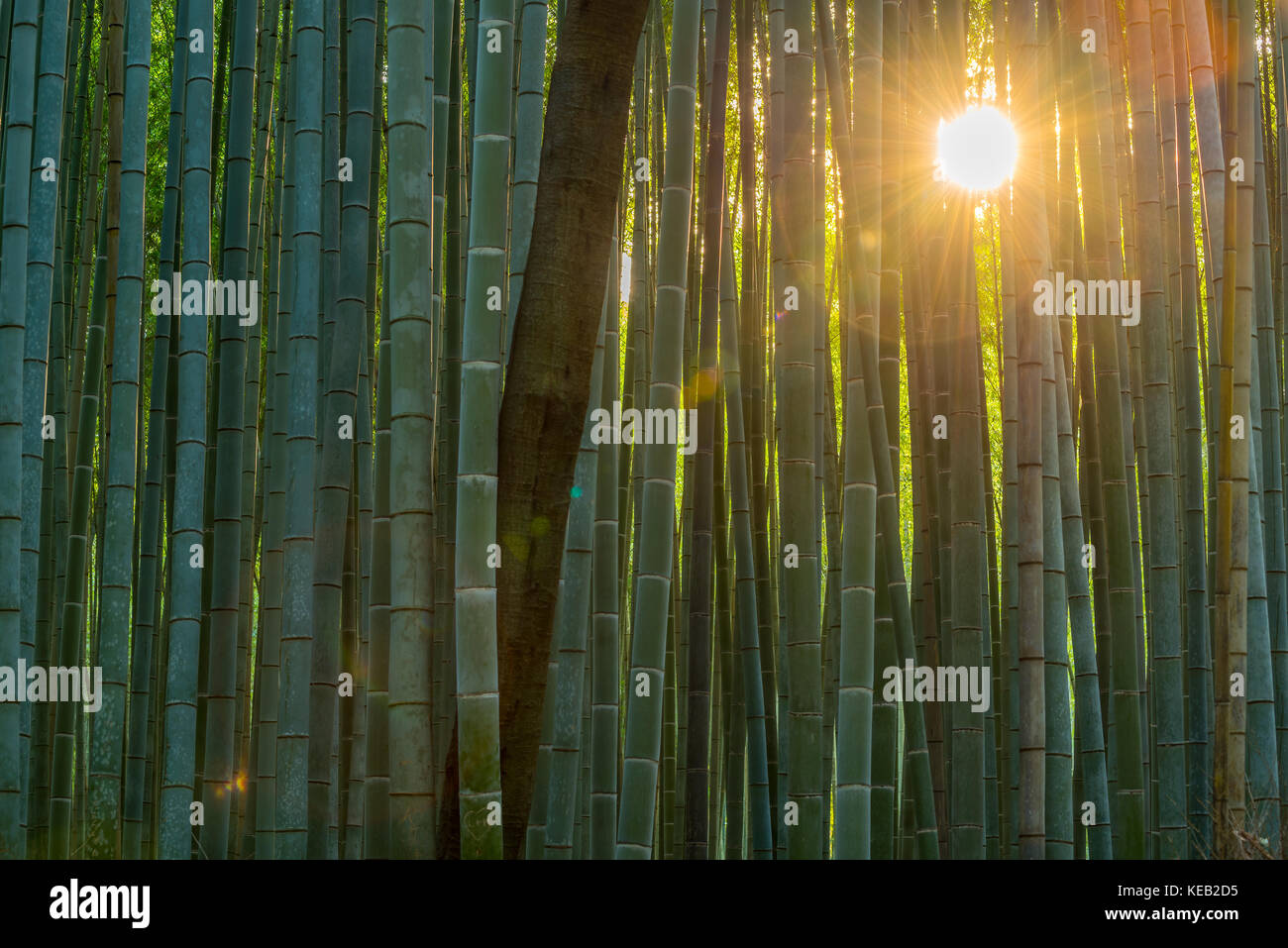 Bambù verde sentiero forestale in Giappone Foto Stock