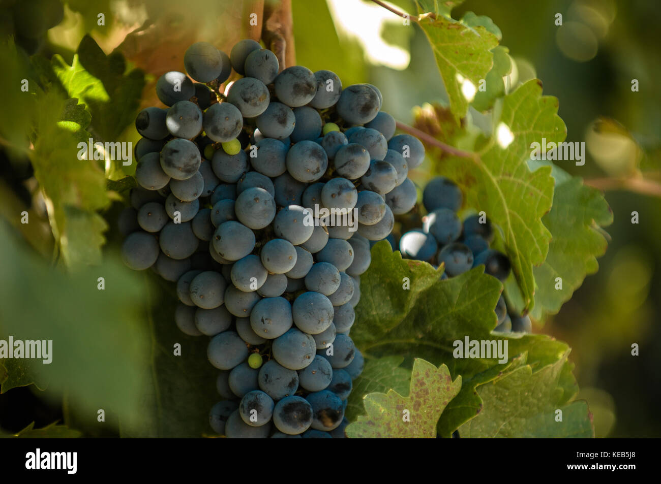 Grappolo di uva, molto superficiale la messa a fuoco Foto Stock