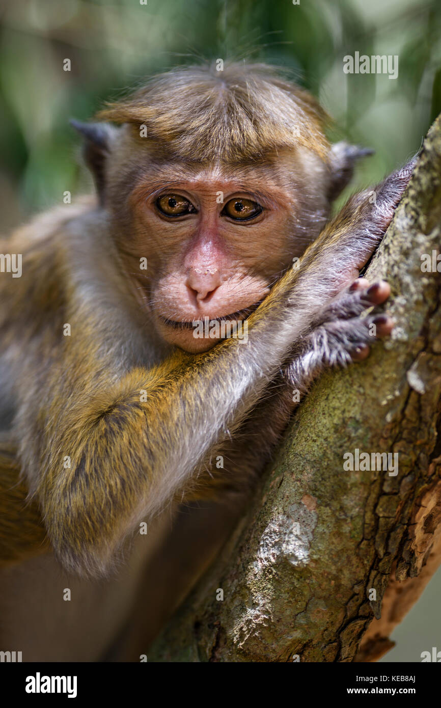 Toque macaque - macaca sinica, sri lanka Foto Stock