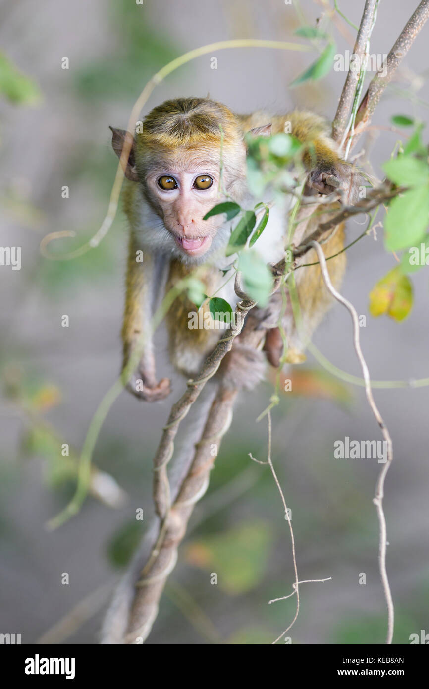 Toque macaque - macaca sinica, sri lanka Foto Stock