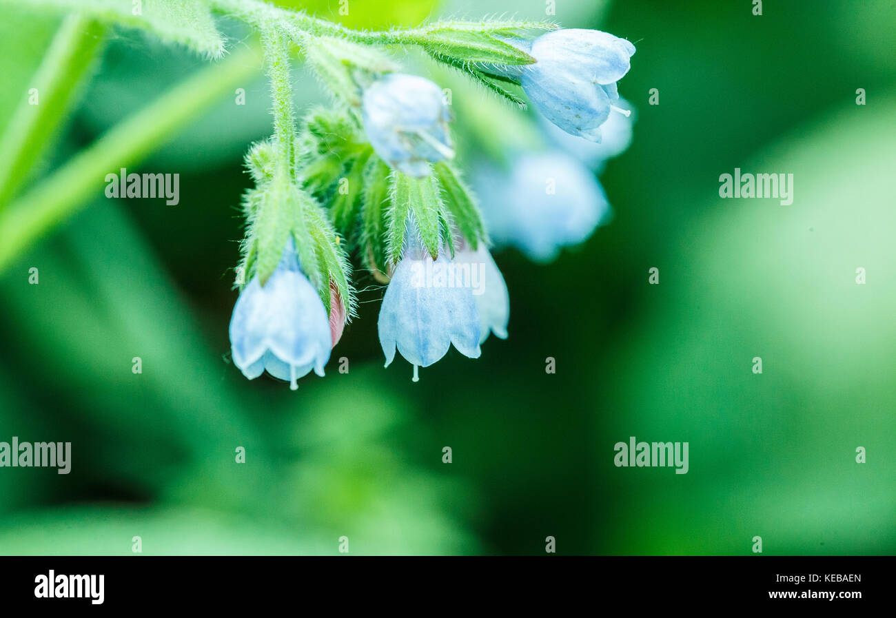 White piccoli fiori Foto Stock