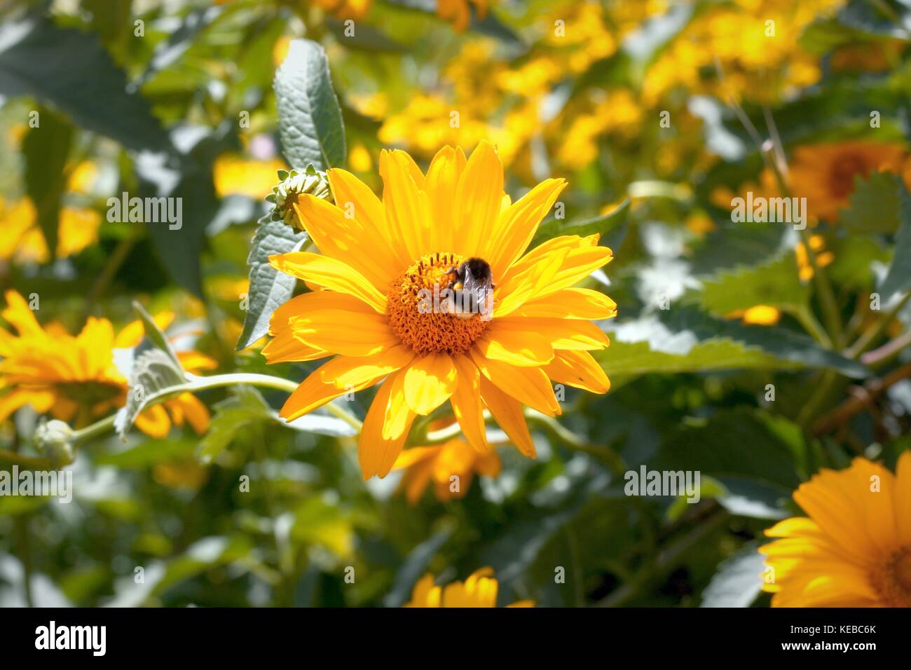 Bee nel monbijou park Foto Stock