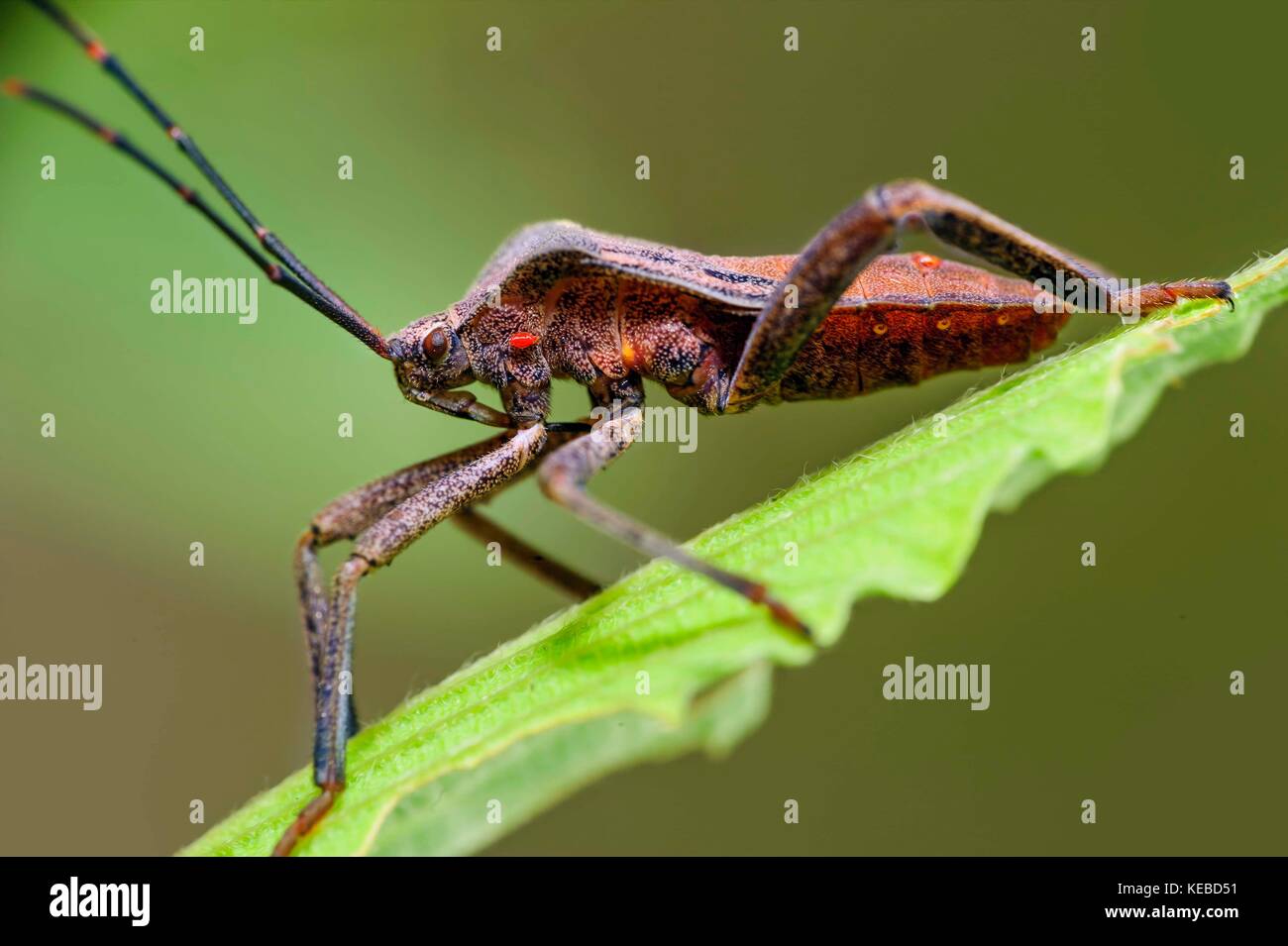 Foglia-footed bug. Foto Stock
