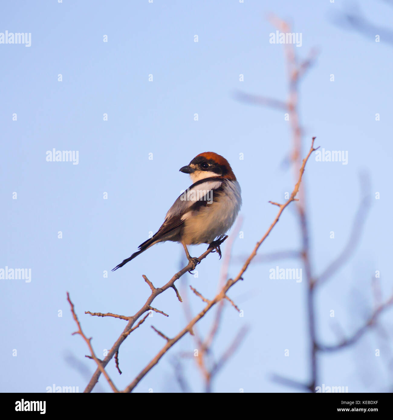 Voce maschile woodchat shrike (lanius senator) su un ramoscello. Questo razze di uccelli nel sud Europa, Medio Oriente e Africa nord-occidentale, e inverni in tropicale af Foto Stock
