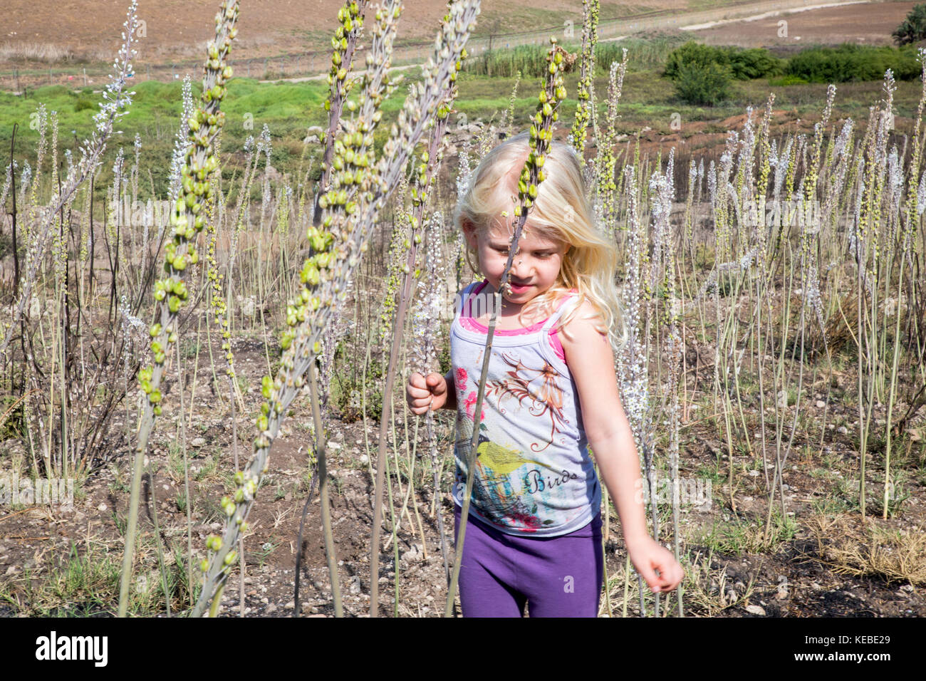 Ragazza giovane di 4 giochi in un campo della fioritura del mare, squill (drimia maritima). fotografato in Israele, in autunno in ottobre Foto Stock