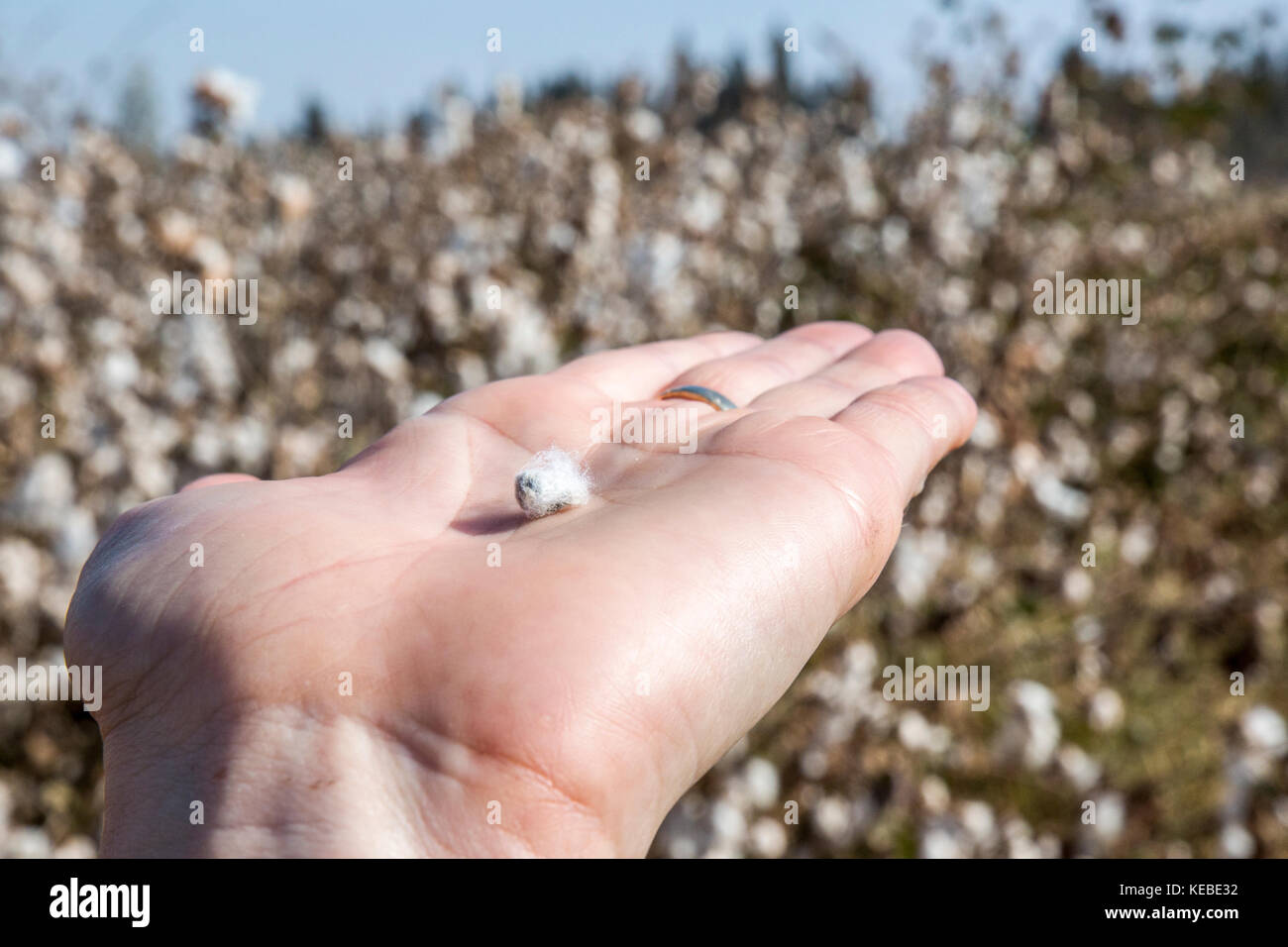 Le sementi di cotone su un palmo di una mano in un campo di cotone Foto Stock
