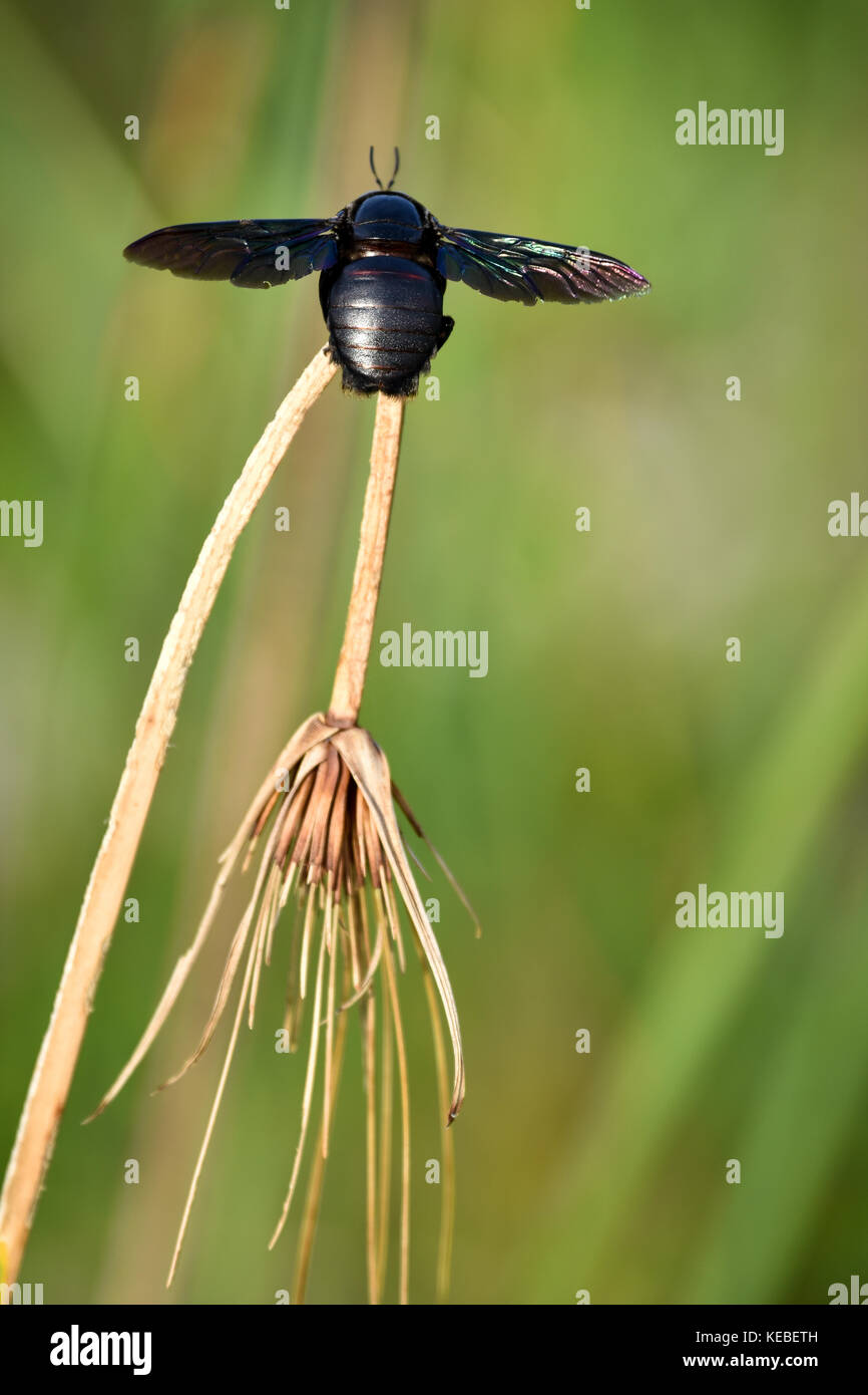 Ape di carpentiere Foto Stock
