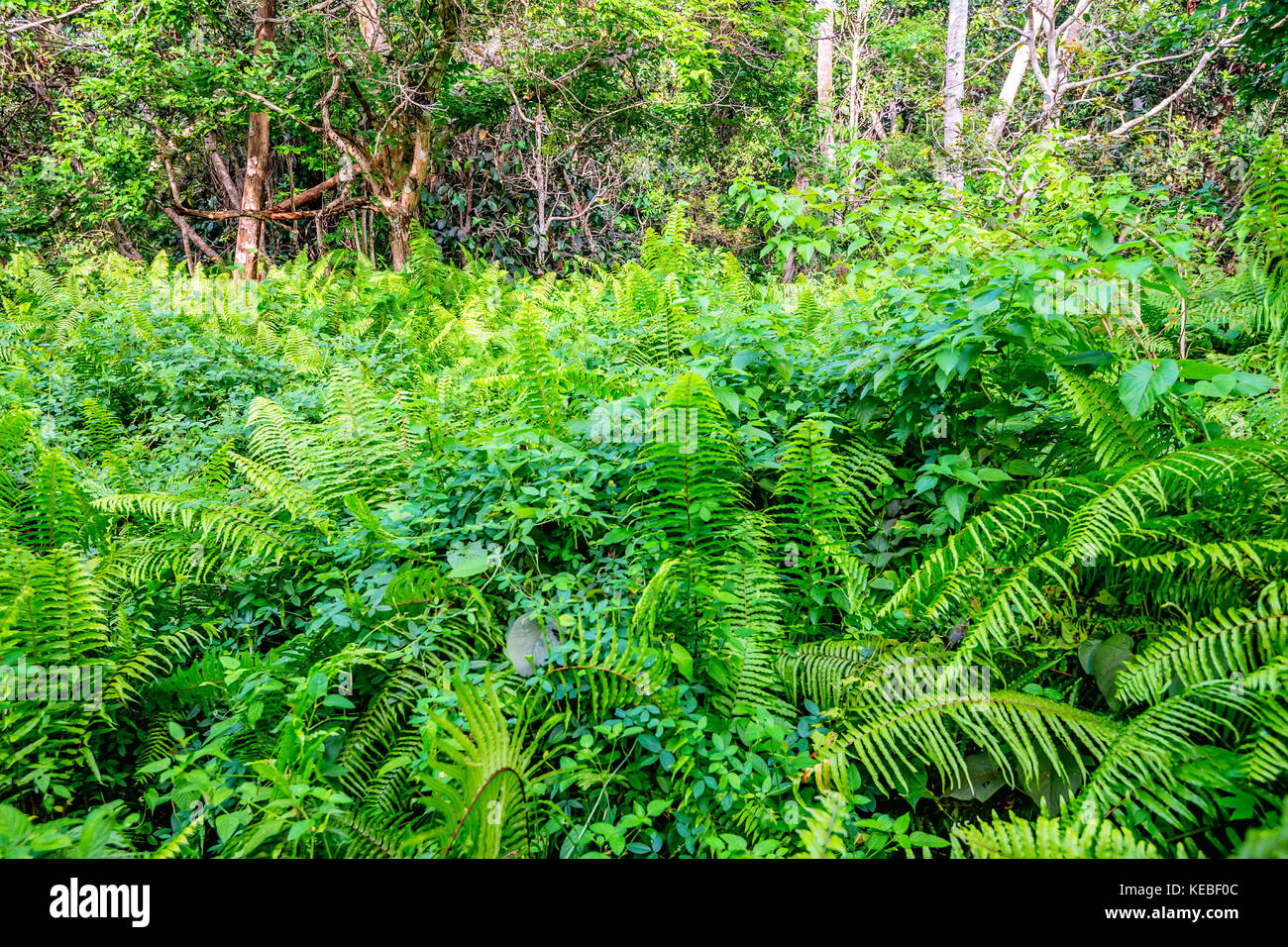 Vista panoramica della foresta pluviale con felci Foto Stock