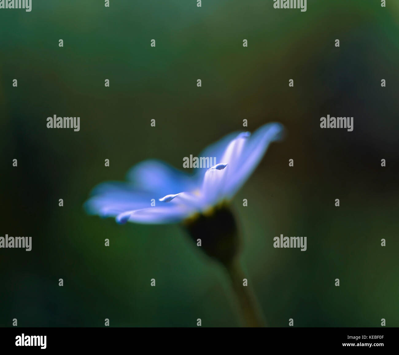 Una vista ravvicinata di Chionodoxa, gloria della neve Foto Stock