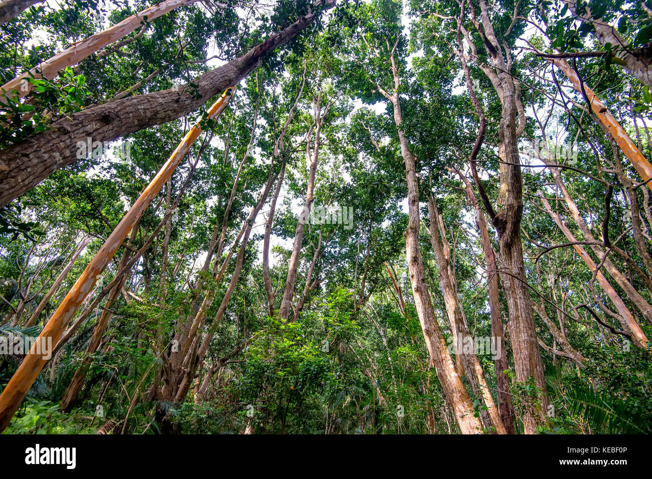 Vista panoramica della foresta pluviale con alberi di mogano Foto Stock