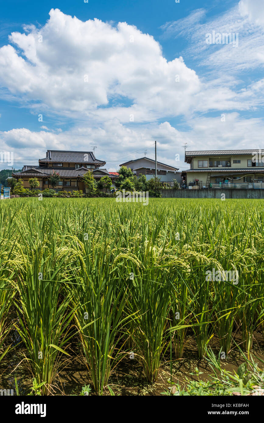 La coltura del riso in estate in un campo di risone in una città giapponese Foto Stock