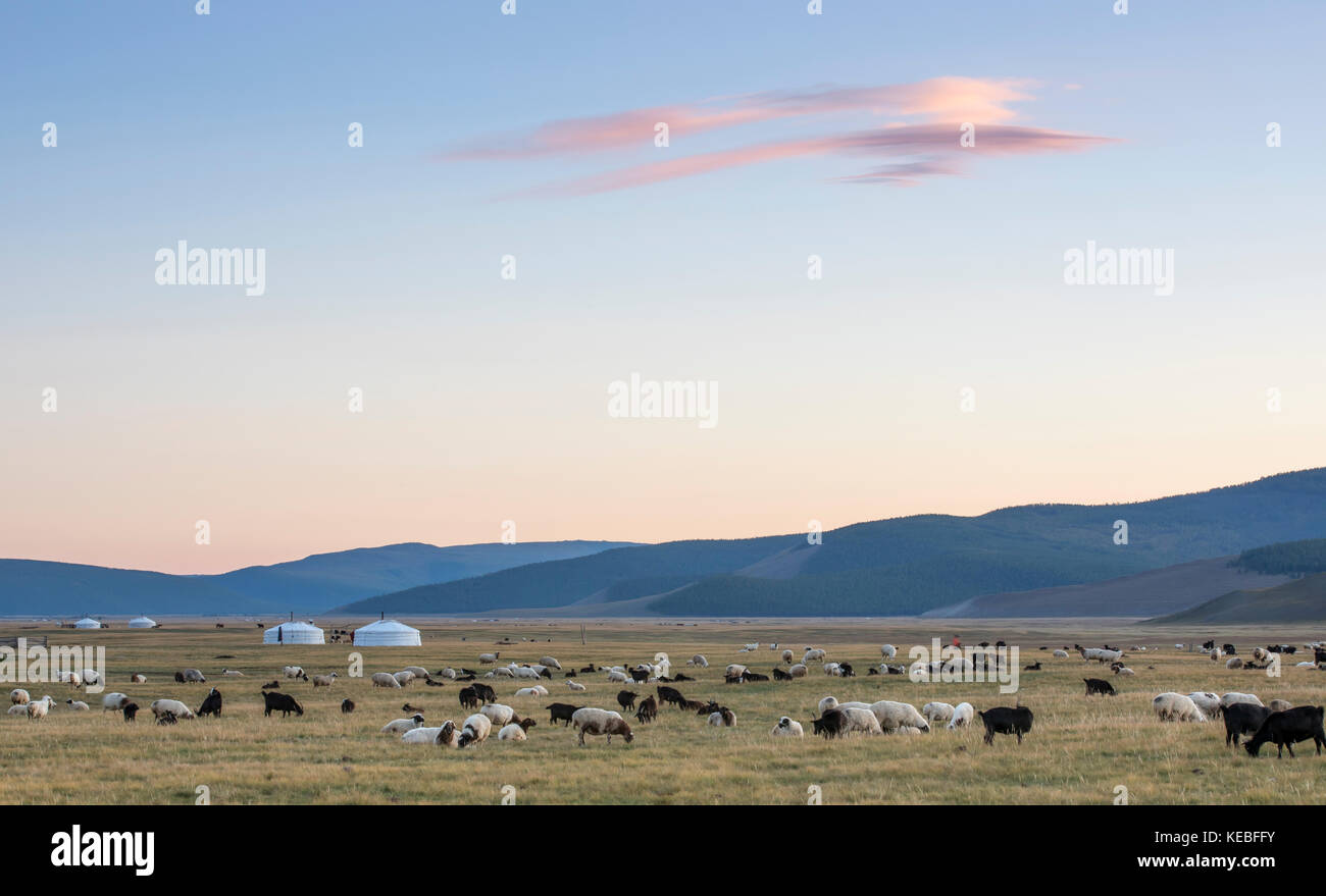 Ger e pecore in un paesaggio del nord della Mongolia Foto Stock