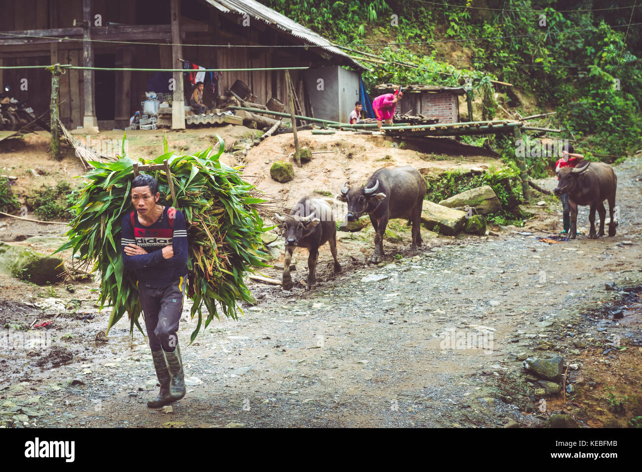 Un uomo locale conduce la sua acqua di bufala passato una casa in montagna vicino a Sapa Foto Stock