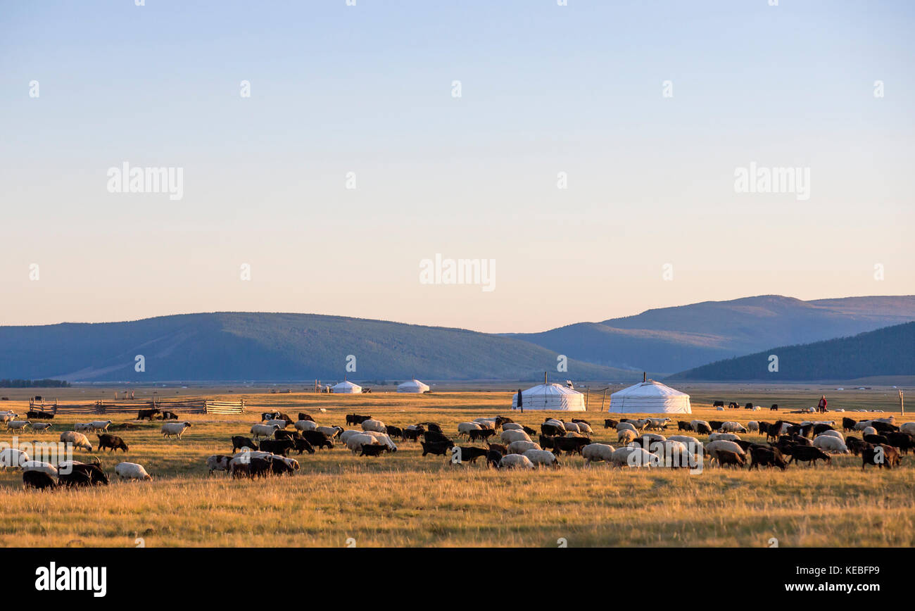 Ger ian pecore in un paesaggio del nord della Mongolia Foto Stock