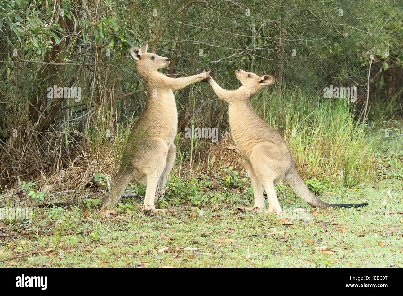 Una coppia di maschi grigio orientale canguri il combattimento in una foresta di gomma. Foto Stock