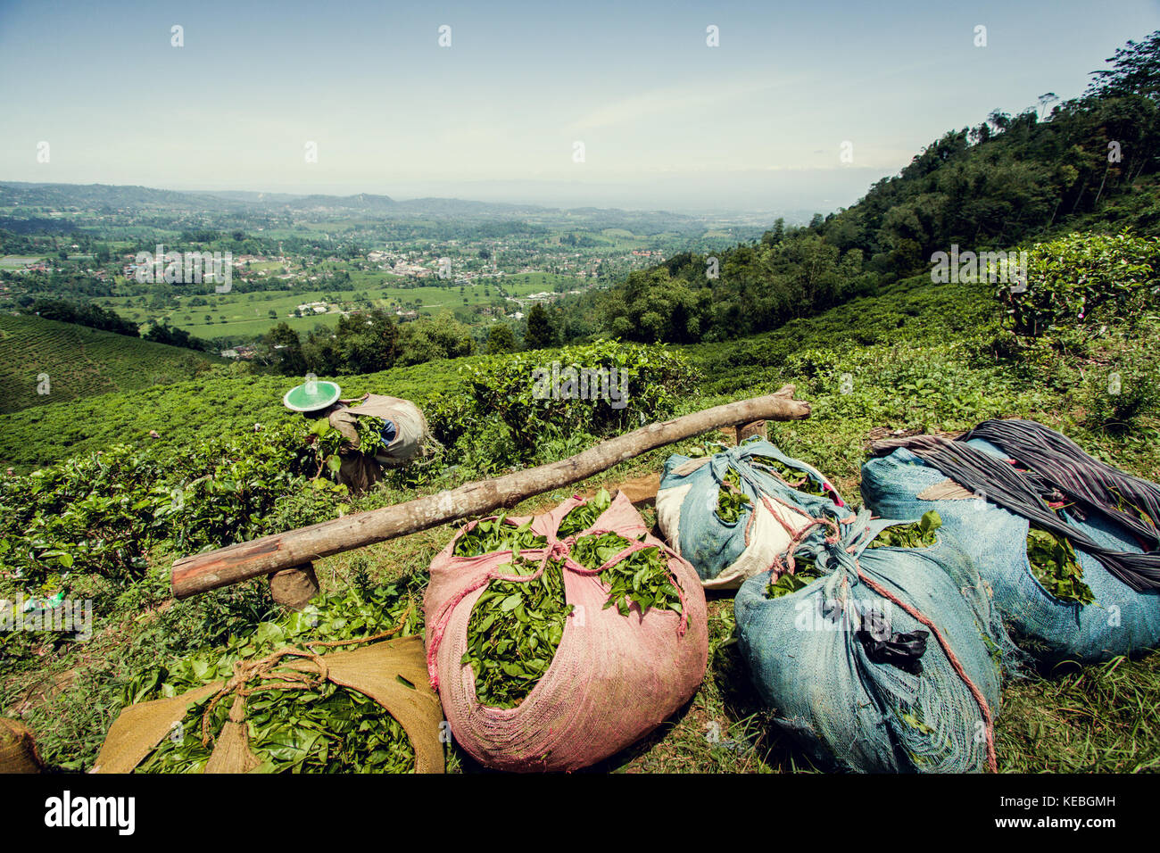 La piantagione di tè lavoratori lasciare grossi sacchi di prodotti freschi di foglie di tè verde per il prelevamento e trasporto allo stabilimento di trasformazione a un indonesiano piantagione di tè Foto Stock
