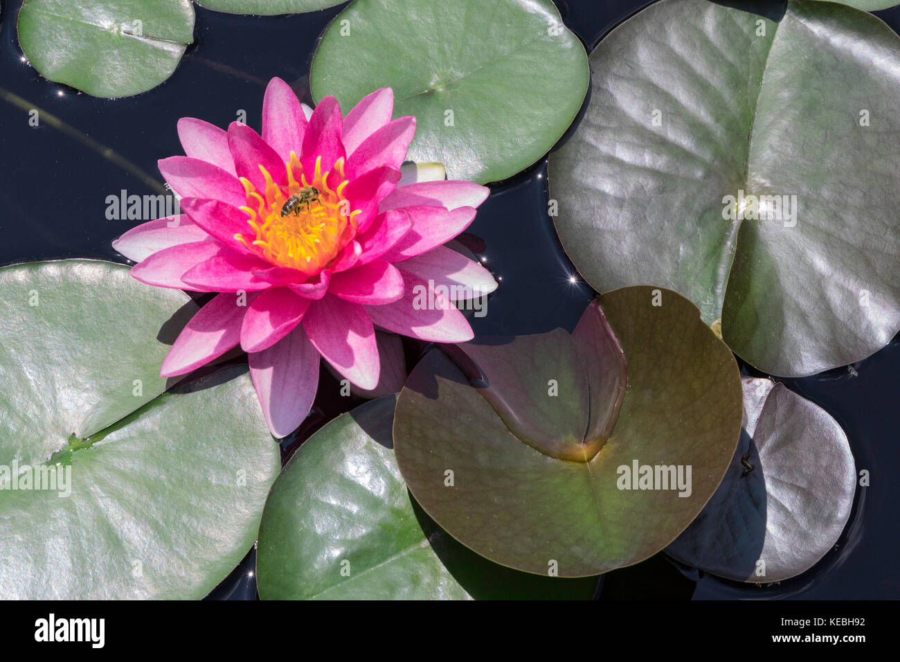 Fiore di giglio di acqua e ape Foto Stock