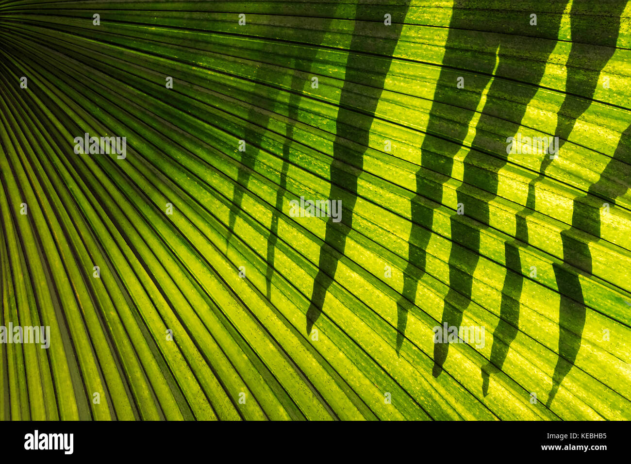 Di foglie di palma Abstract Foto Stock