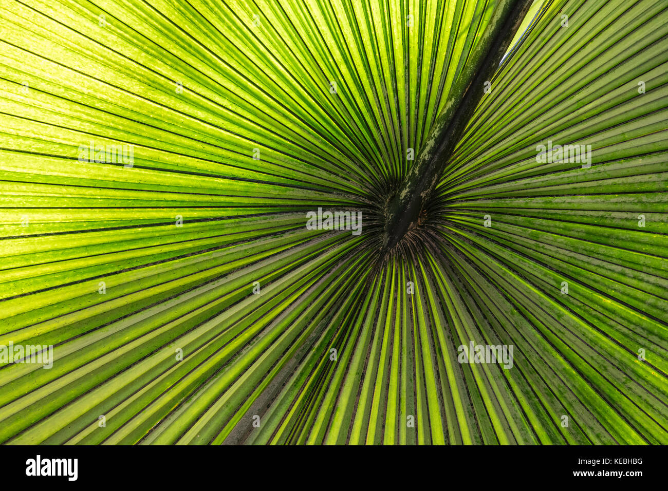 Di foglie di palma Abstract Foto Stock