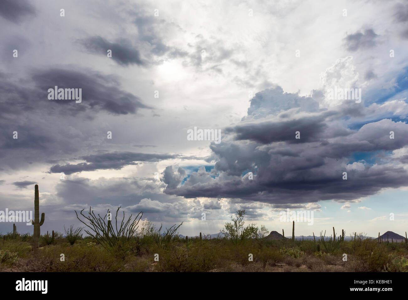 Monsone nel deserto Foto Stock