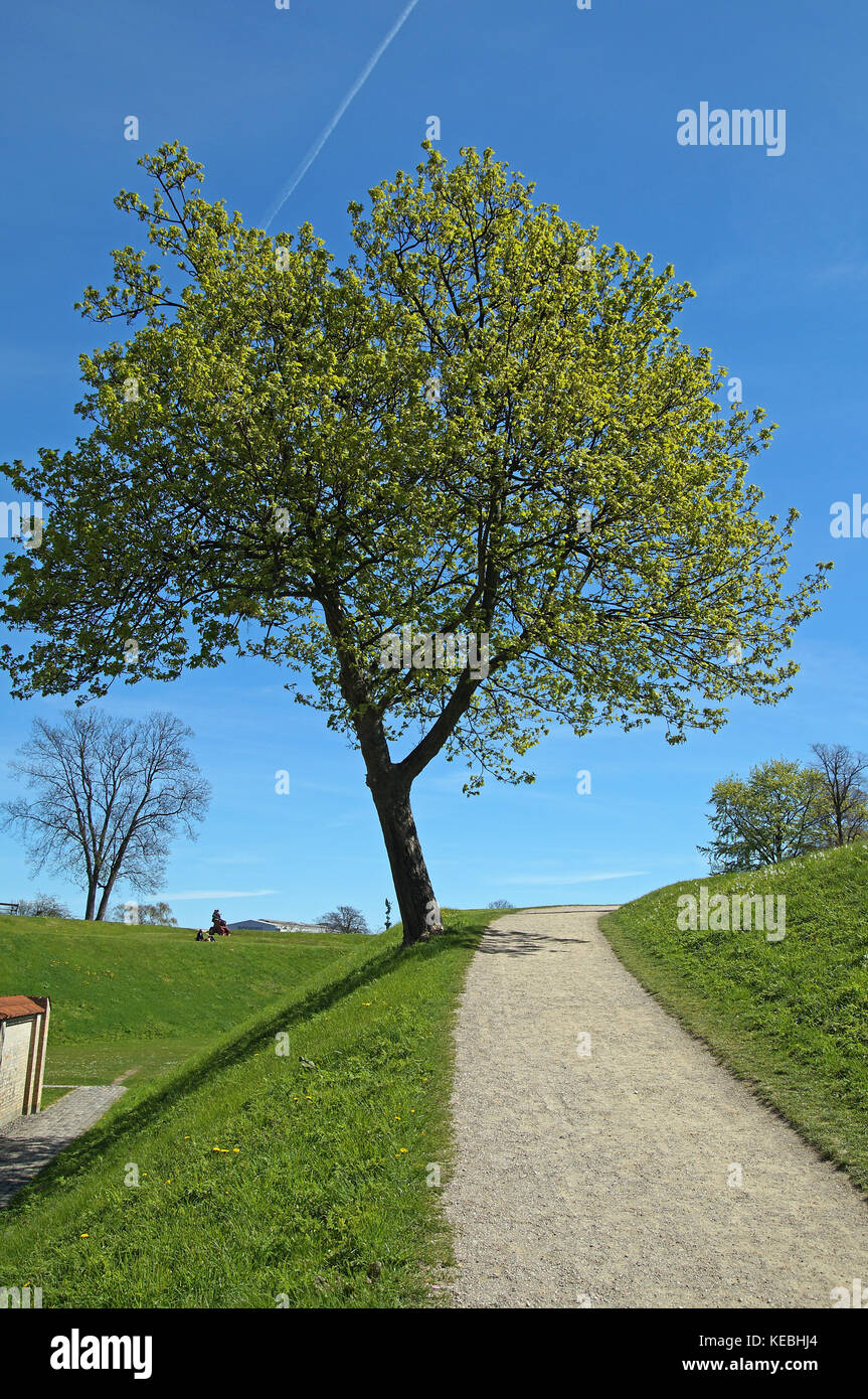 Un albero nel parco kastellet in copenhaguen Foto Stock