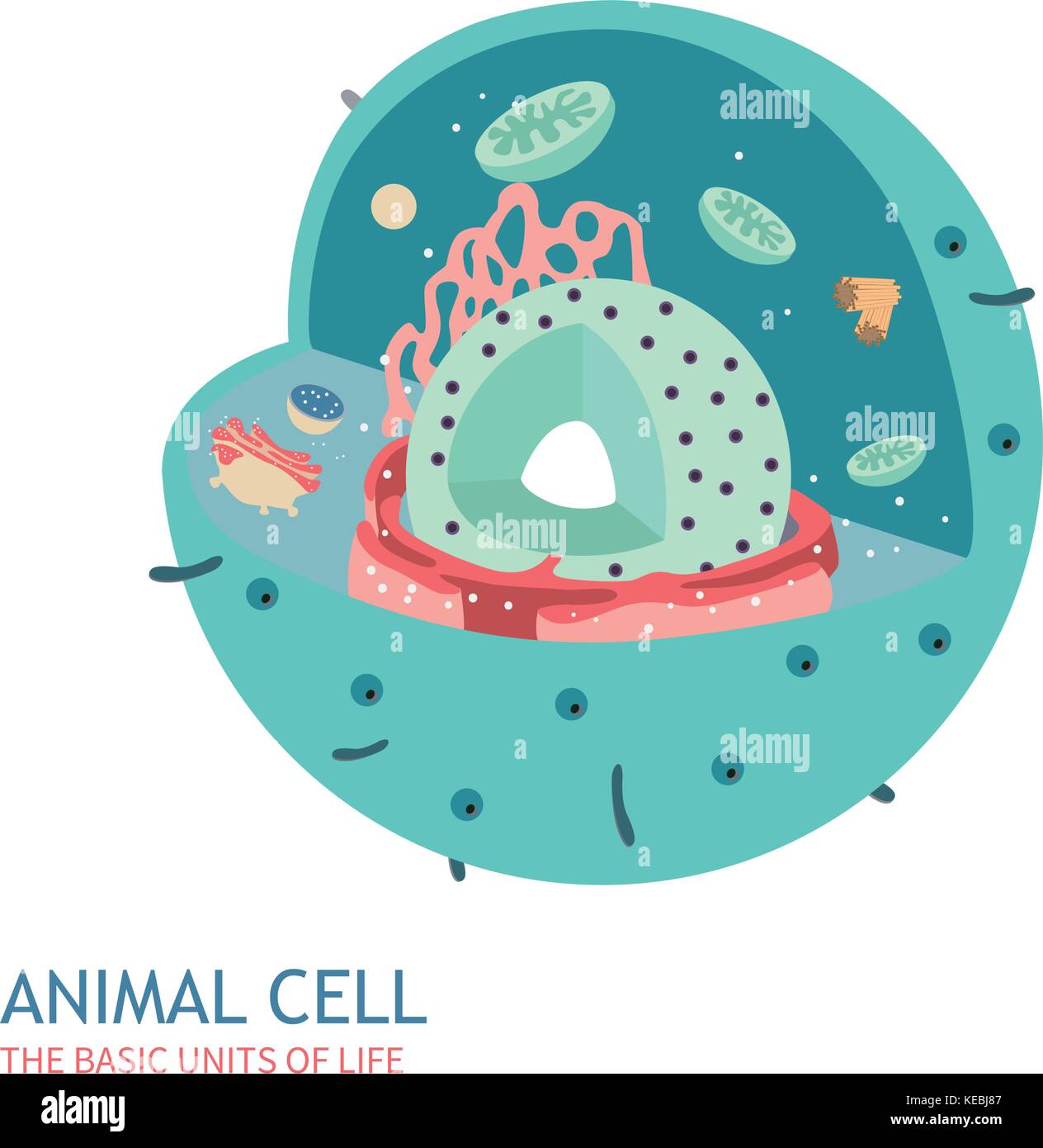 Cellula animale struttura anatomia illustrazione vettoriale Illustrazione Vettoriale