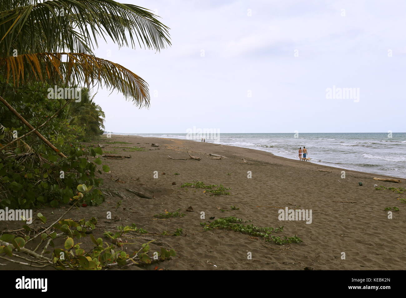 Tortuguero spiaggia, Limón provincia, il Mare dei Caraibi, Costa Rica, America Centrale Foto Stock