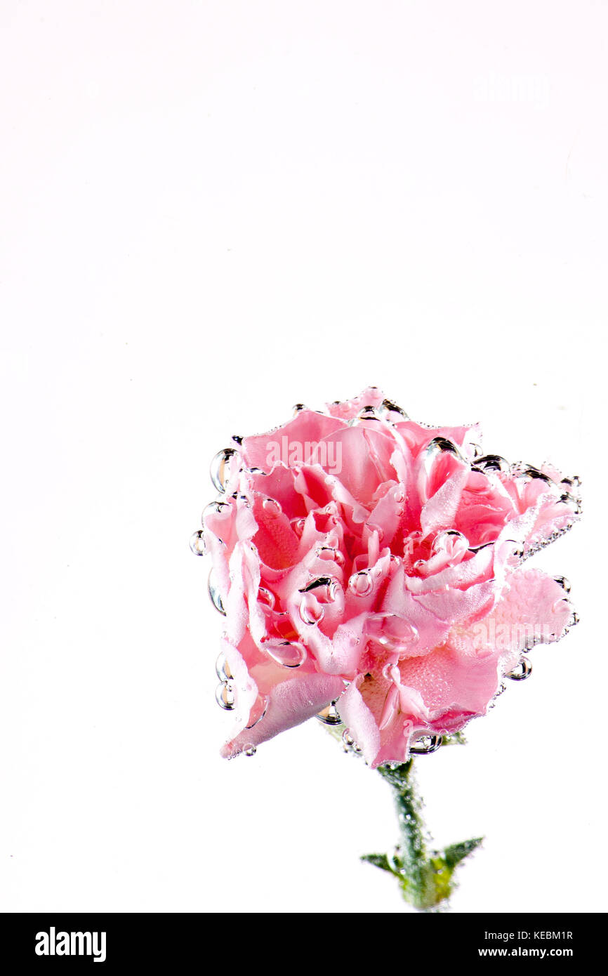 Garofani fiori su sfondo bianco Foto Stock