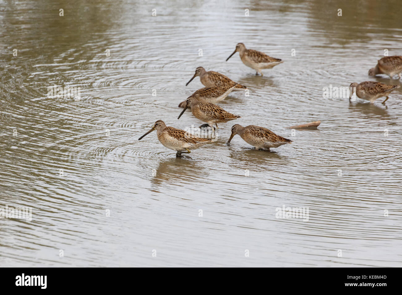 A lungo fatturati dowitcher a Richmond BC Canada 2017 Sett. Foto Stock