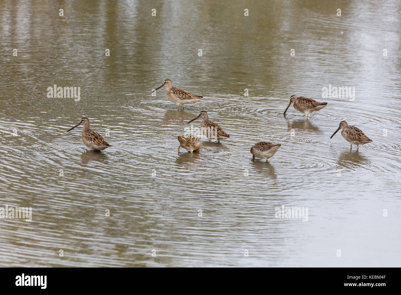 A lungo fatturati dowitcher a Richmond BC Canada 2017 Sett. Foto Stock