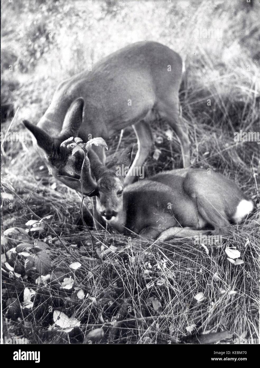 Landschaftsaufnahmen von Leopold Fiebing (* 1905, + 1993), einem deutschen Landschafts- und Pressephotografen mit zahlreichen Ausstellungen. Ehrenbürger der Stadt Siegen, mehrfach ausgezeichnet für seine Verdienste, die Heimatkunde, und die Pflege der Photographie. Leopold Fiebing Stammte aus Dahn, em heutigen polnischen Dlugie, am Liebsee in Westpreussen und kam nach dem 2. Weltkrieg in Siegerland. weitergeführt und nahm im Siegerland ab 1948 jedes Jahr einmal das gesamte Siegerland auf. Foto Stock