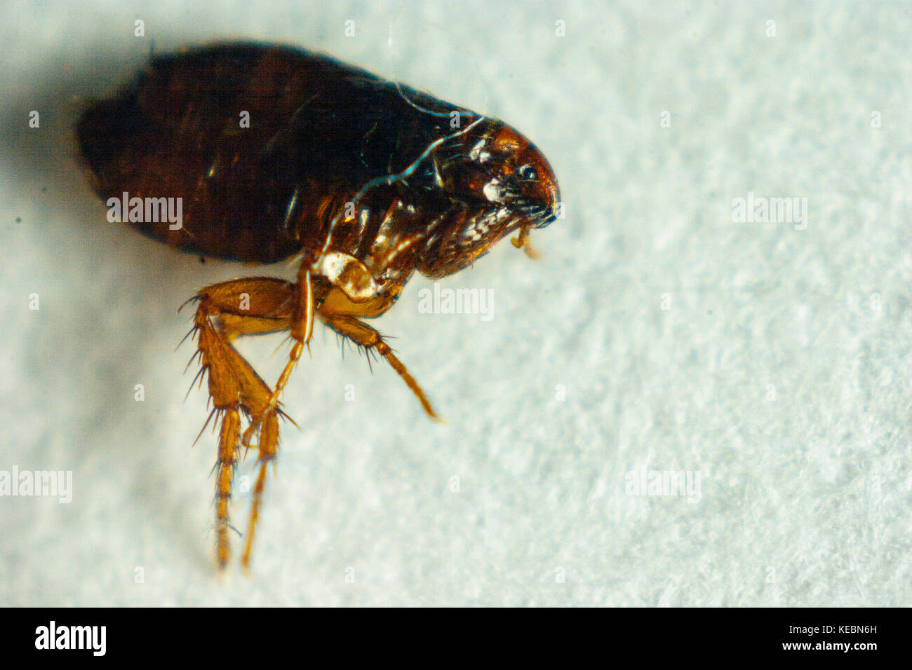 Flea o Pulce umana - Pulex irritans isolato su uno sfondo bianco. Foto Stock