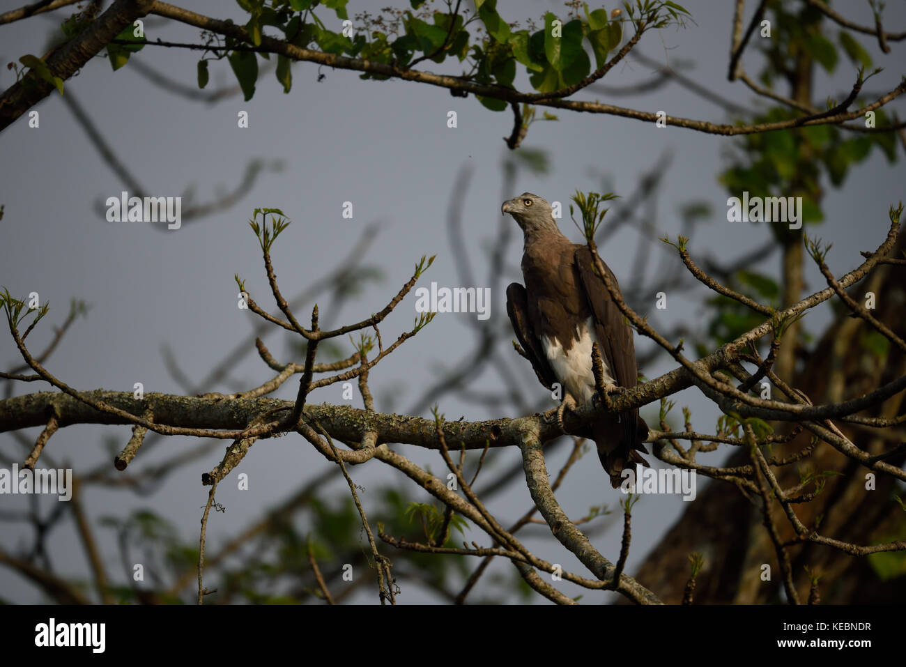 Testa Grigia pesce eagle haliaeetus ichthyaetus in un albero presso il parco nazionale di Kaziranga in Assam Foto Stock