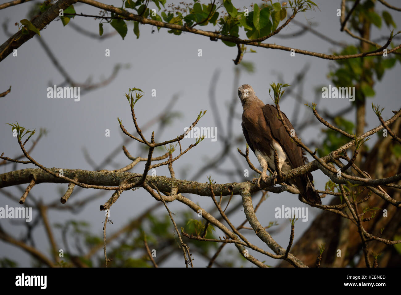 Testa Grigia pesce eagle haliaeetus ichthyaetus in un albero presso il parco nazionale di Kaziranga in Assam Foto Stock