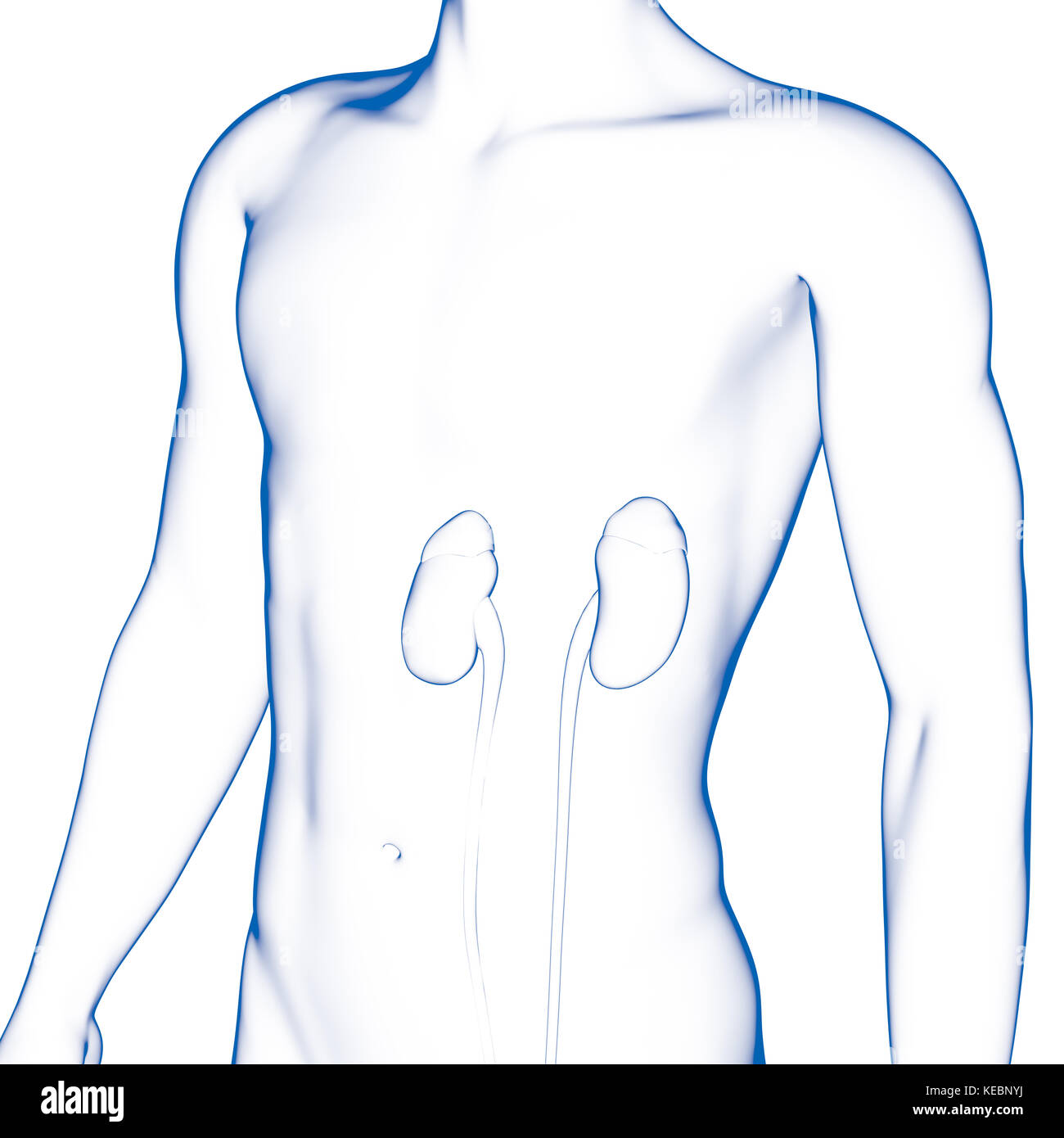 Rene, organo interno, corpo umano Foto Stock