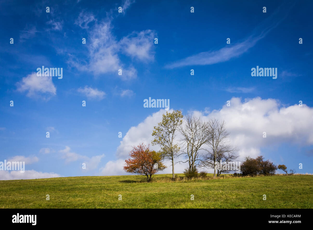 Bieszczady, Połoninki Arłamowskie, alberi nella foresta Foto Stock