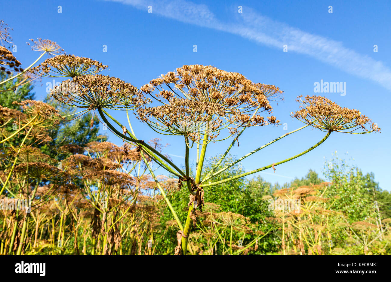 Mucca pastinaca o hogweed tossici in estate giornata di sole Foto Stock