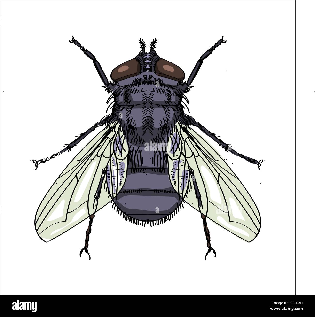Illustrazione di mosca di casa isolata su sfondo bianco. per bambini. illustrazione vettore. Illustrazione Vettoriale