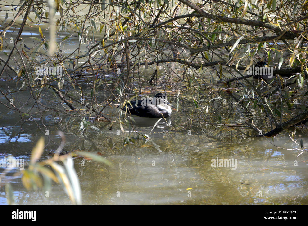 Un anatra nuotate nel lago sotto rami attraverso Foto Stock