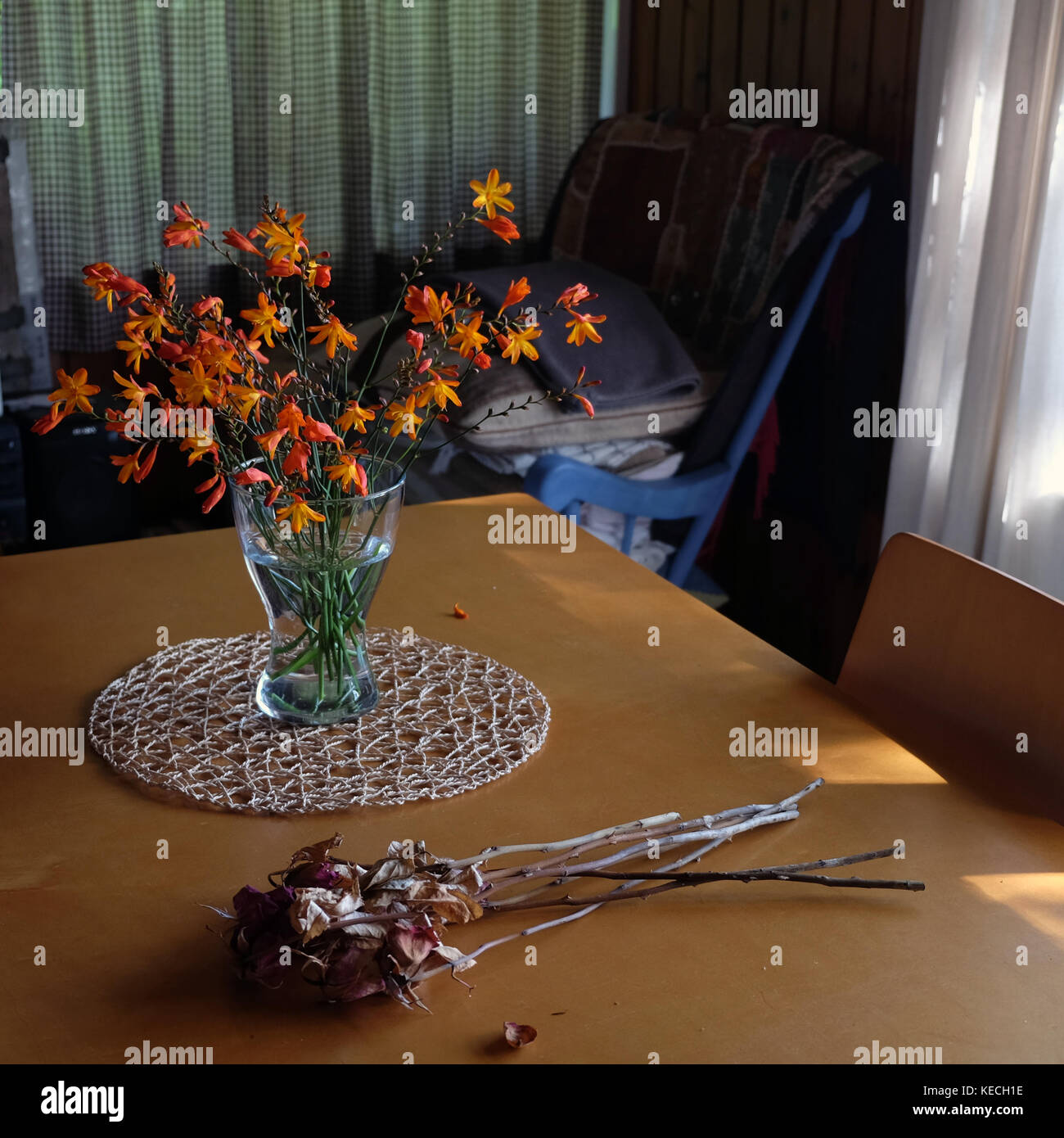 Crocosmia in un vaso di vetro Foto Stock