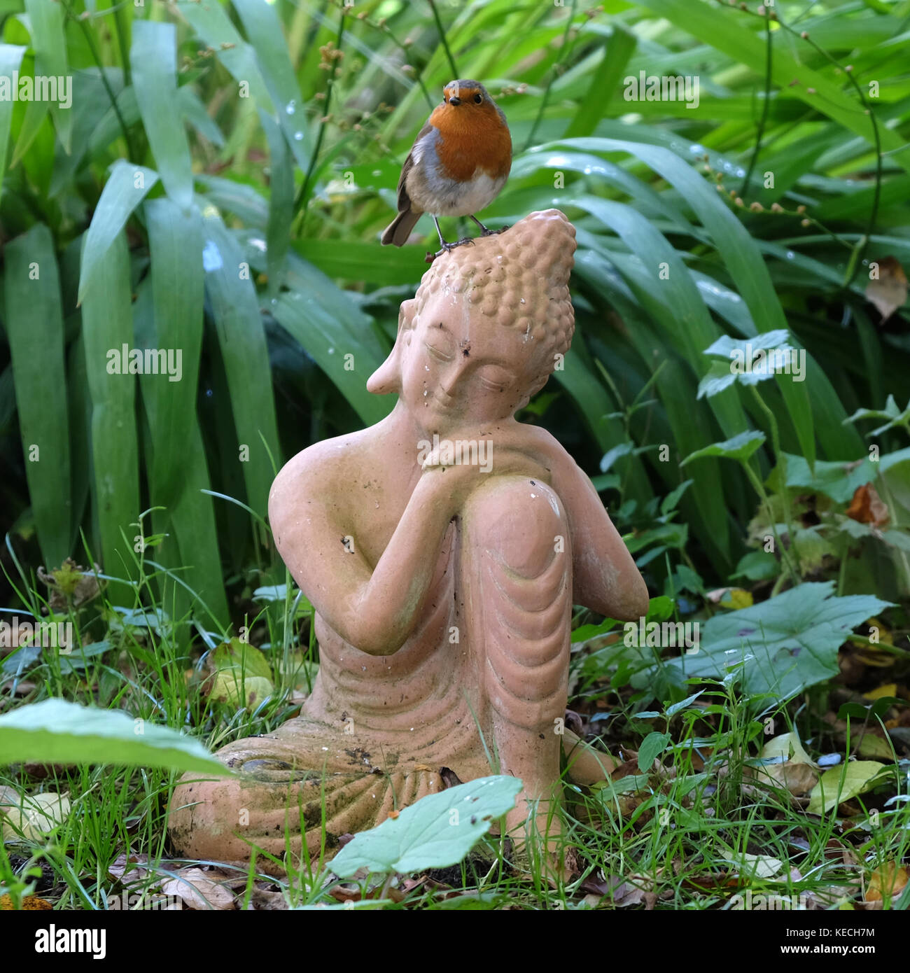 Robin Redbreast su arroccato su terra cotta Buddha Foto Stock