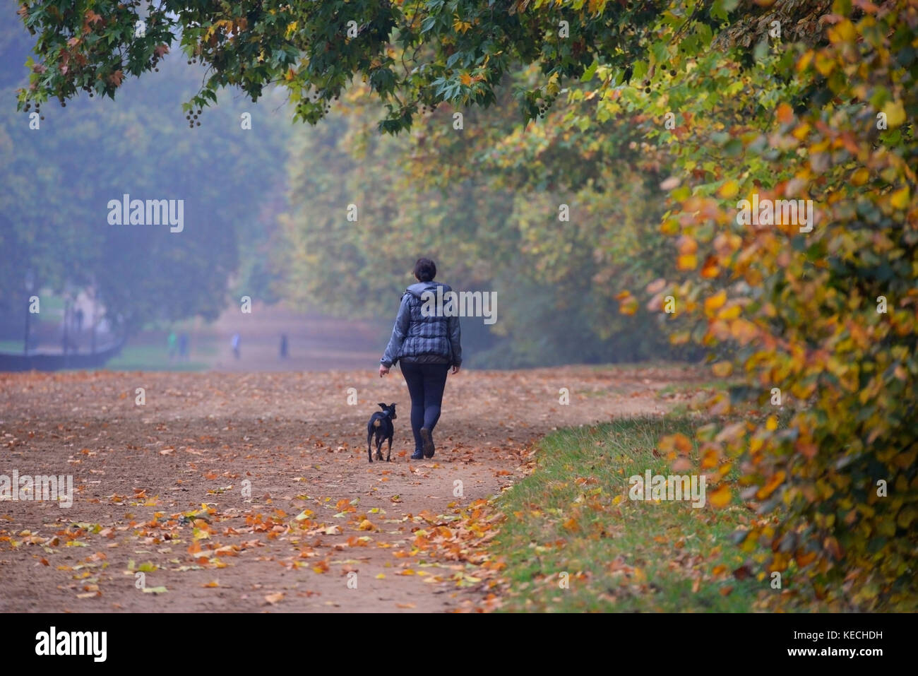 Una femmina che porta il suo cane a fare una passeggiata a Hyde Park in autunno lungo una carreggiata precedentemente King's Private Road e Rotten Row Foto Stock