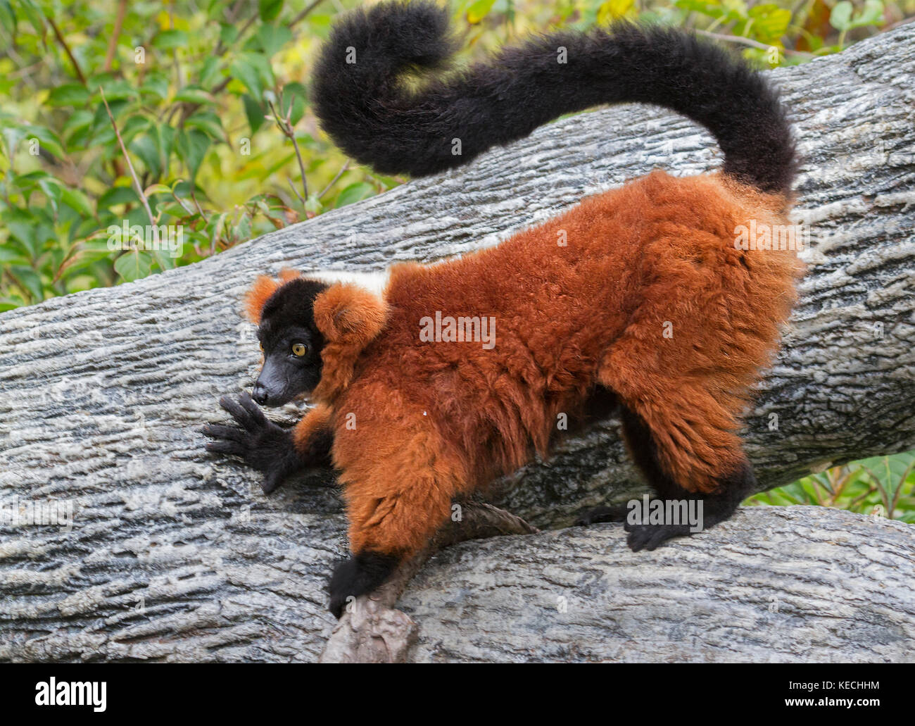 Il limone rosso ruffed (Cercopithecus trascurectus) Foto Stock